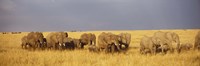 Elephants on the Grasslands, Masai Mara National Reserve, Kenya by Panoramic Images - 36" x 12"