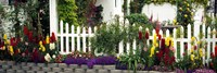 Flowers and picket fence in a garden, La Jolla, San Diego, California, USA by Panoramic Images - various sizes
