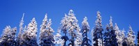Snow Covered Pine Trees, Oregon Fine Art Print