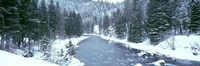 USA, Montana, Gallatin River, winter Fine Art Print