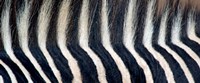 Close-up of a Greveys zebra stripes and mane by Panoramic Images - 36" x 15"