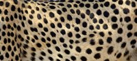 Close-up of the spots on a cheetah Fine Art Print