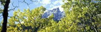 Aspen trees in a forest with mountains in the background, Mt Teewinot, Grand Teton National Park, Wyoming, USA Fine Art Print