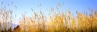 Tall grass in a national park, Grand Teton National Park, Wyoming, USA Fine Art Print