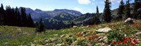 Wildflowers in a field, Rendezvous Mountain, Teton Range, Grand Teton National Park, Wyoming, USA Fine Art Print