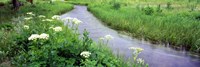 Cow Parsnip (Heracleum maximum) flowers near a stream, Cottonwood Creek, Grand Teton National Park, Wyoming, USA Fine Art Print