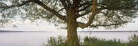 Tree on a Lake, Wisconsin Fine Art Print