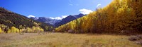 Aspens on a Hilll, Aspen, Colorado Fine Art Print