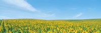 Field of sunflower with blue sky Fine Art Print