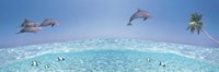 Dolphins Leaping In Air Fine Art Print