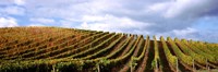 Rows of vines with leaves, Napa Valley, California, USA Fine Art Print