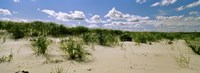Grass among the dunes, Crane Beach, Ipswich, Essex County, Massachusetts, USA Fine Art Print