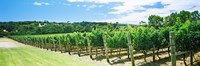Vineyard, Margaret River, Western Australia, Australia Fine Art Print