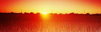 Soybean field at sunset, Wood County, Ohio, USA Fine Art Print