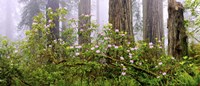 Rhododendron flowers in a forest, Del Norte Coast State Park, Redwood National Park, Humboldt County, California, USA Fine Art Print