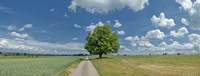 Country road passing through a field, Horb Am Neckar, Baden-Wurttemberg, Germany Fine Art Print
