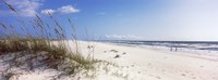 Tall grass on the beach, Perdido Key Area, Gulf Islands National Seashore, Pensacola, Florida, USA Framed Print