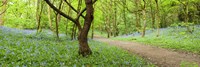 Bluebells growing in a forest, Woolley Wood, Sheffield, South Yorkshire, England by Panoramic Images - 36" x 12"