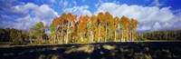 Aspen Trees in the Fall, Utah Fine Art Print