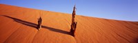 Dead Pines at Coral Pink Sand Dunes State Park, Utah Fine Art Print
