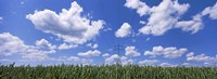 Wheat field and transmission tower, Baden-Wurttemberg, Germany Fine Art Print