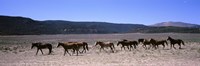 Horses running in a field, Colorado Fine Art Print