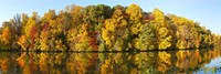 Reflection of trees in a lake, Strawbridge Lake, Moorestown, New Jersey, USA Fine Art Print