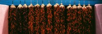 Red peppers drying, New Mexico, USA Fine Art Print
