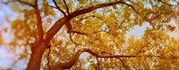 Low angle view of a tree in autumn Fine Art Print