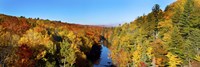 Trees in Autumn at Dead River, Michigan Fine Art Print