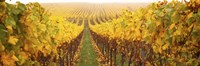 Vine crop in a vineyard, Riquewihr, Alsace, France Fine Art Print