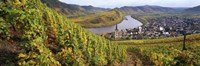 High angle view of vineyards with town along the river, Bremm, Mosel River, Calmont, Rhineland-Palatinate, Germany Fine Art Print