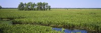 Plants on a wetland, Jean Lafitte National Historical Park And Preserve, New Orleans, Louisiana, USA Fine Art Print