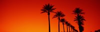 Silhouette of Date Palm trees in a row at dawn, Phoenix, Arizona, USA Fine Art Print