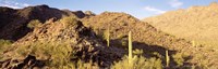 Cactus plants on a landscape, Sierra Estrella Wilderness, Phoenix, Arizona, USA Fine Art Print
