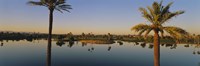 Palm trees at the lakeside, Phoenix, Maricopa County, Arizona, USA Fine Art Print
