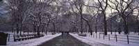 Bare trees in a park, Central Park, New York City, New York State, USA Fine Art Print