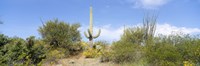 Low angle view of a cactus among bushes, Tucson, Arizona, USA Fine Art Print