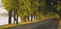 Trees along a road, Lake Washington Boulevard, Seattle, Washington State, USA Fine Art Print