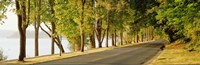 Trees on both sides of a road, Lake Washington Boulevard, Seattle, Washington State, USA Fine Art Print