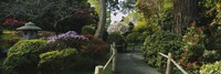 Plants in a garden, Japanese Tea Garden, San Francisco, California, USA Fine Art Print