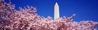 Washington Monument and cherry blossoms, Washington DC by Panoramic Images - 27" x 9"