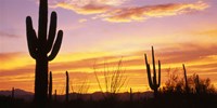 Sunset Saguaro Cactus Saguaro National Park AZ Fine Art Print