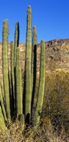 Organ Pipe Cactus in Arizona (vertical) Fine Art Print