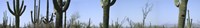 Mid section view of cactus, Saguaro National Park, Tucson, Arizona, USA Fine Art Print