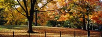 Trees in a forest, Central Park, Manhattan, New York City, New York, USA Fine Art Print