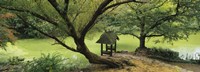 Trees near a pond, Central Park, Manhattan, New York City, New York State, USA Fine Art Print