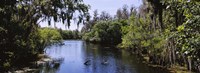 River passing through a forest, Hillsborough River, Lettuce Lake Park, Tampa, Hillsborough County, Florida, USA Fine Art Print