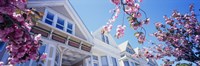 Low angle view of Cherry Blossom flowers in front of buildings, San Francisco, California, USA Fine Art Print