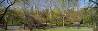 Trees in a park, Central Park West, Central Park, Manhattan, New York City, New York State, USA Fine Art Print